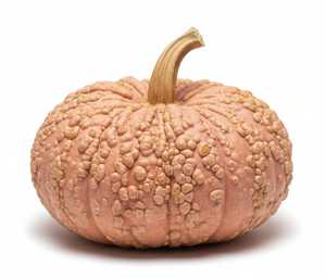 Galeux d’Eysines pompoen